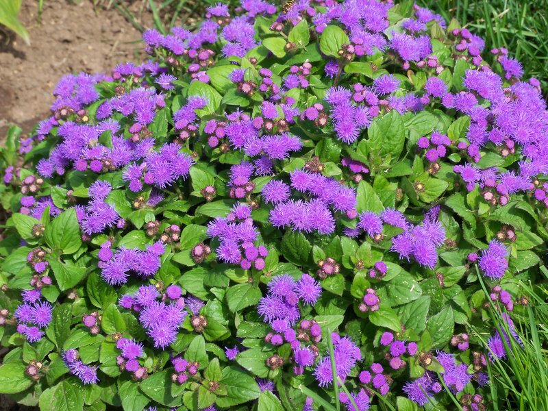 purple flower cluster in garden