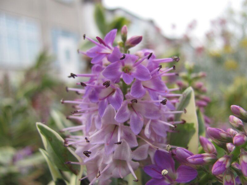purple flower cluster in garden