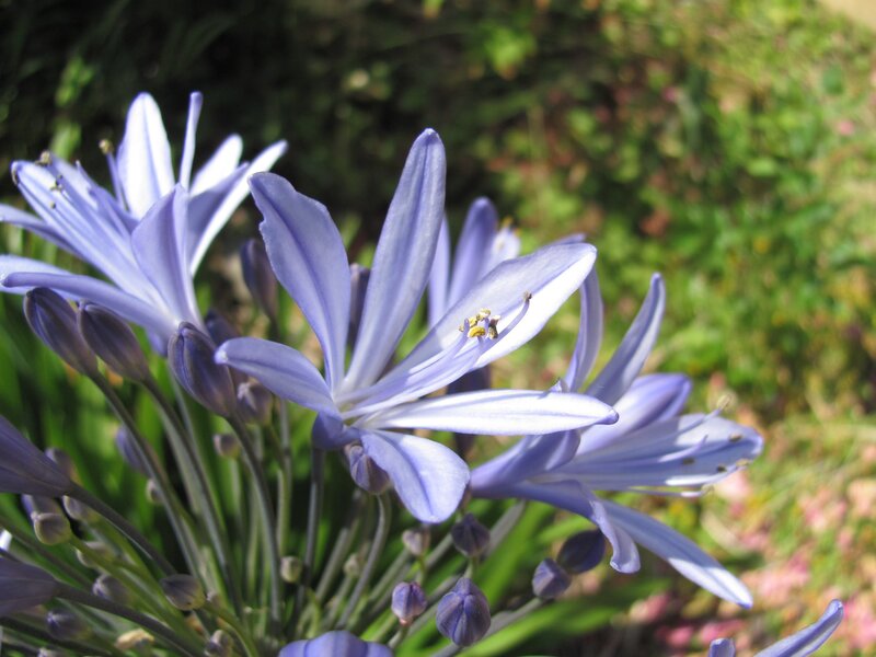 purple flower cluster in sunlight