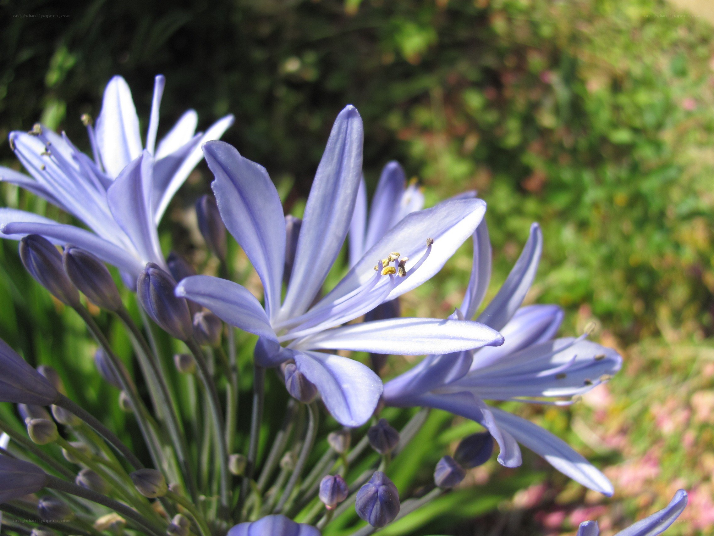 purple flower cluster in sunlight