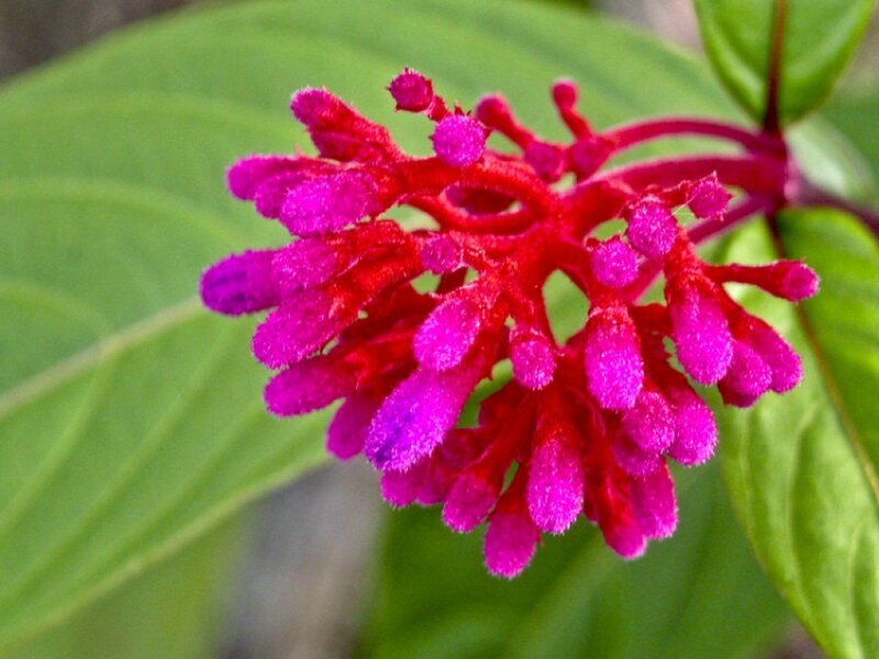 Purple Flower Cluster — Magenta