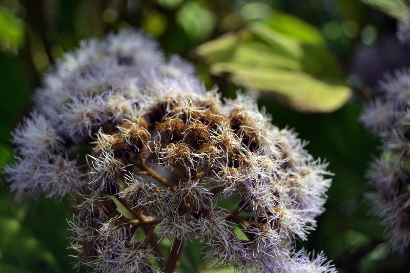 Purple Flower Cluster — Natural, Afternoon, Photograph, Flowers