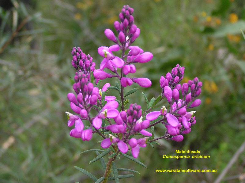 Purple Flower Cluster — Natural, Afternoon