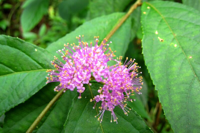 Purple Flower Cluster — Natural, Photograph