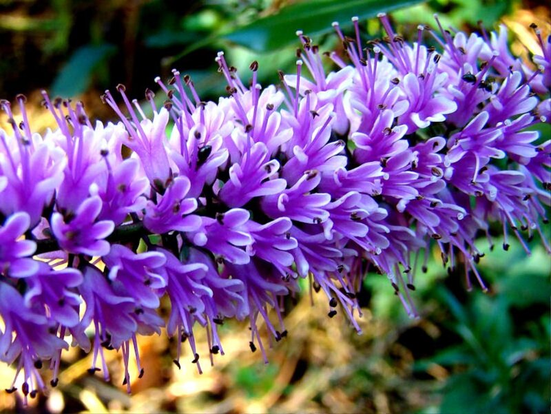 Purple Flower Cluster — Natural