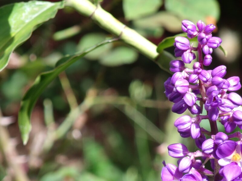 Purple flower cluster on green stem