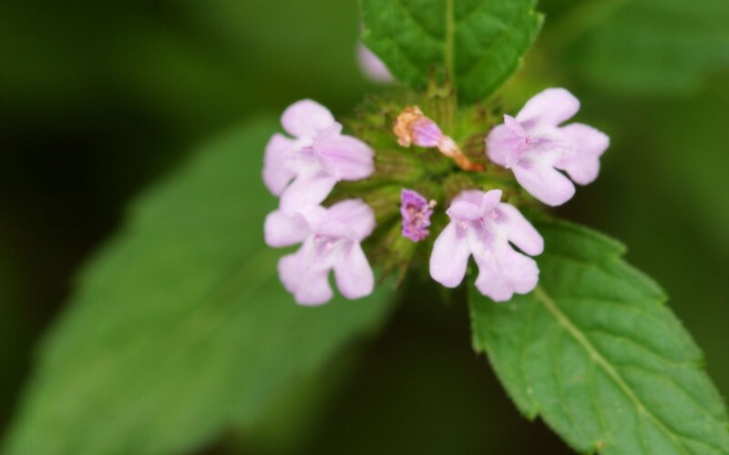 Purple Flower Cluster — Photograph