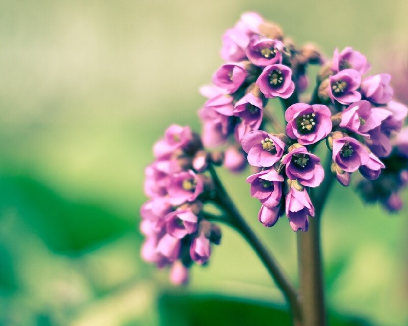 Purple Flower Cluster — Pink, Serene, Spring