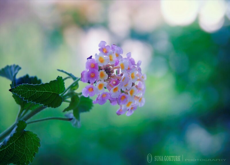 Purple Flower Cluster — Serene, Afternoon, Photograph, Green Leaves, Out-of-focus Background