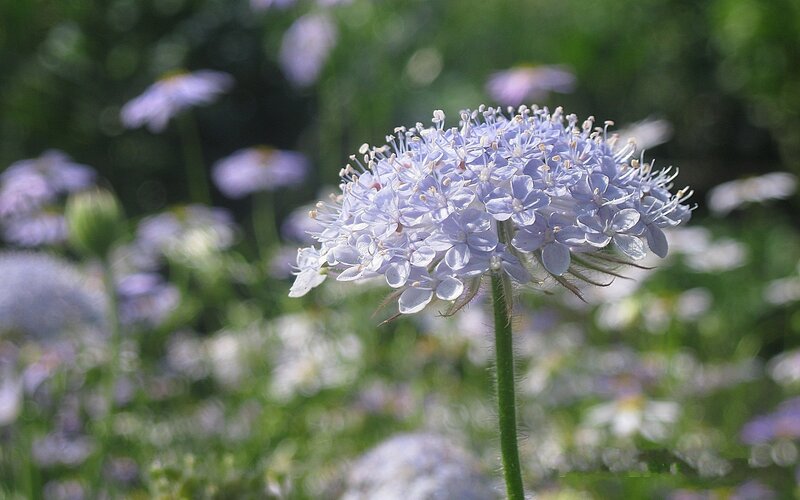 Purple Flower Cluster — Serene, Afternoon, Photograph, Green Stem, Blossoms