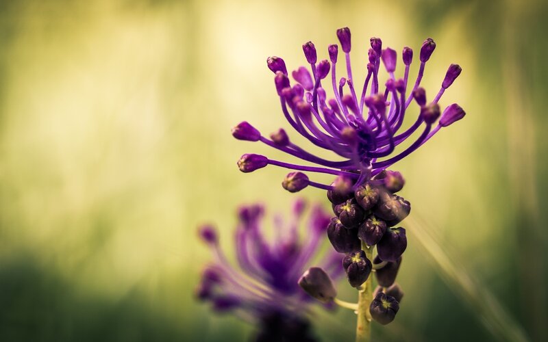 Purple Flower Cluster — Serene, Afternoon, Photograph, Stem