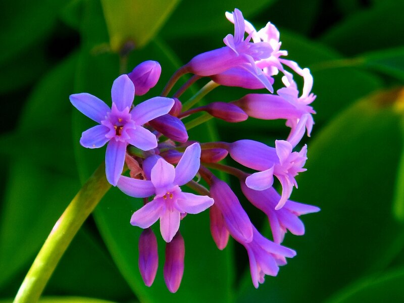 Purple Flower Cluster — Serene, Afternoon, Photograph
