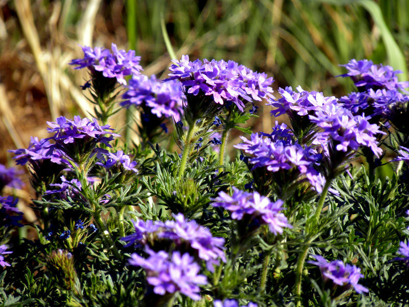 Purple Flower Cluster — Serene, Afternoon