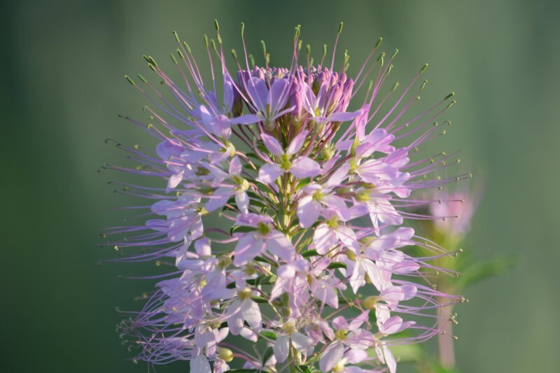 Purple Flower Cluster — Serene, Morning