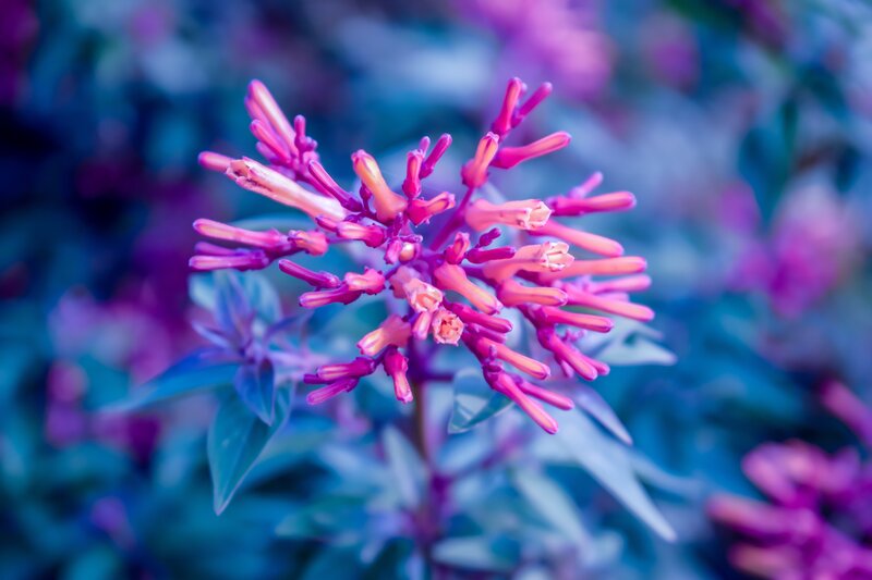 Purple Flower Cluster — Serene, Photograph, Flowers, Leaves
