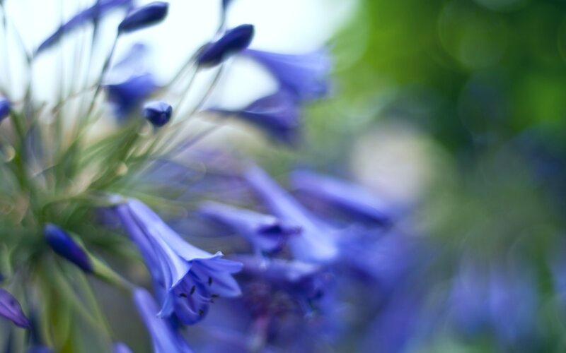 Purple Flower Cluster — Serene, Photograph, Green Leaves, Bloom