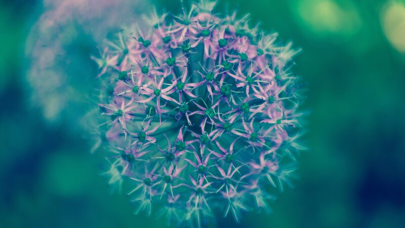 Purple Flower Cluster — Serene, Photograph, Green Leaves, Blurry Background