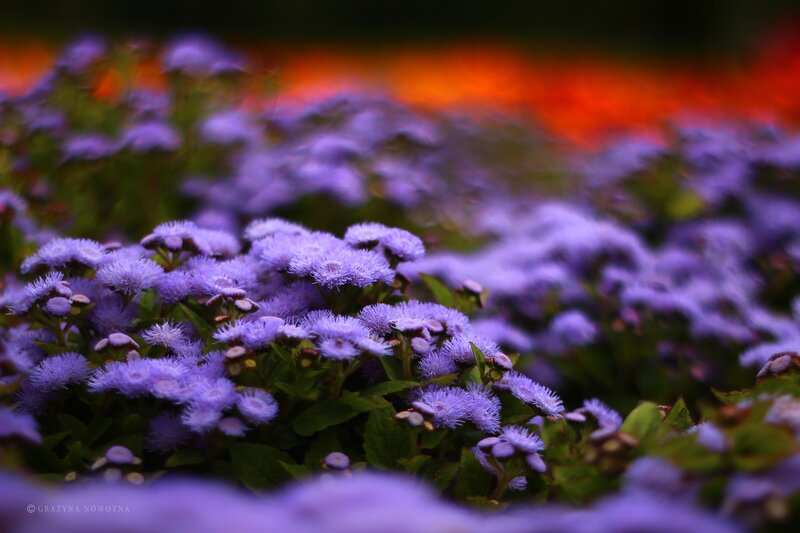Purple Flower Cluster — Serene, Photograph, Green Leaves