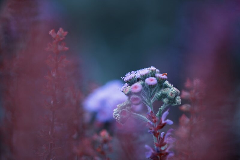 Purple Flower Cluster — Serene, Photograph, Plant