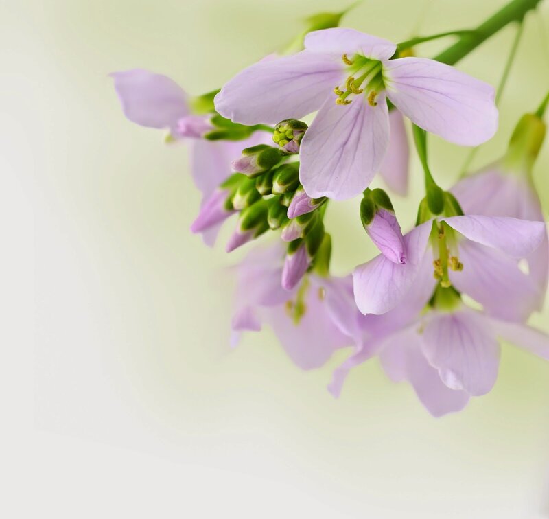 Purple Flower Cluster — Serene, Spring, Photograph, Green Stem