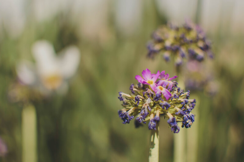 Purple Flower Cluster — Serene, Spring, Photograph, Green Stems, White Flower