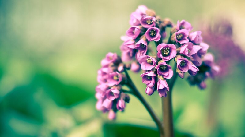 Purple Flower Cluster — Serene, Spring, Photograph