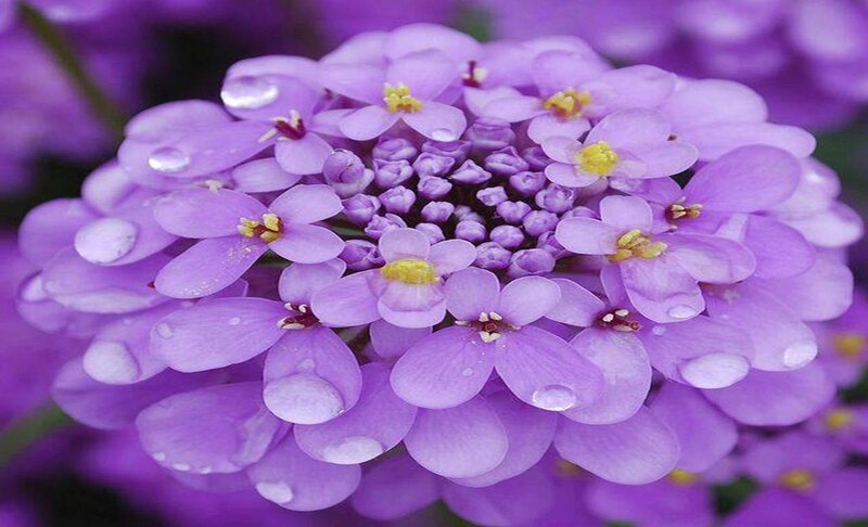 Purple Flower Cluster — Serene, Spring, Photograph, Water Droplets