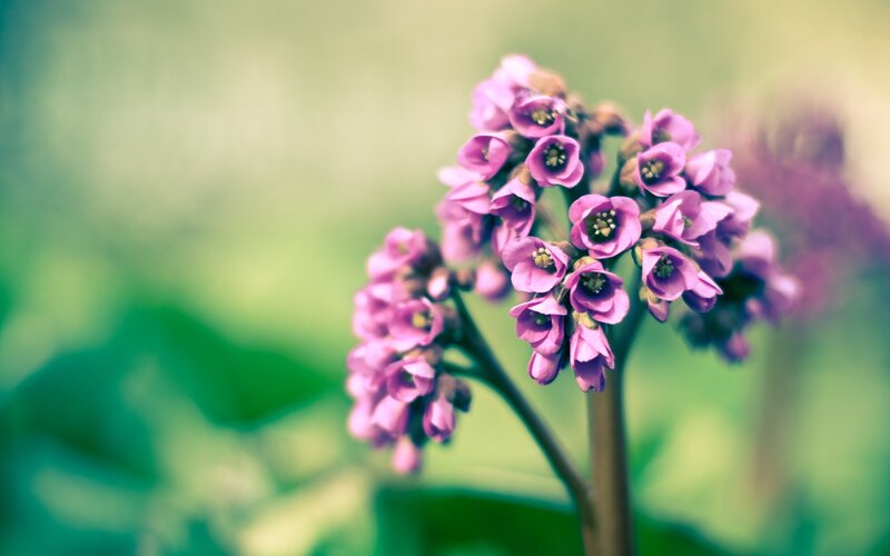 Purple Flower Cluster — Serene, Spring
