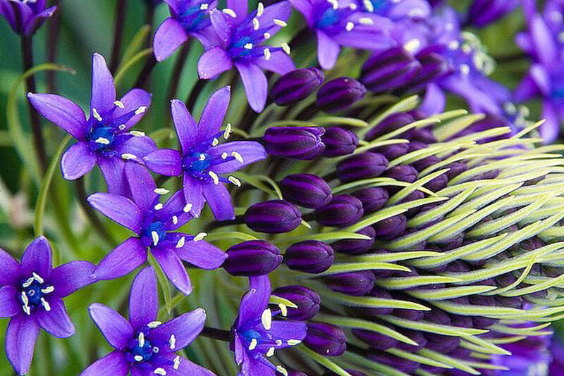 Purple Flower Cluster — Vibrant, Spring