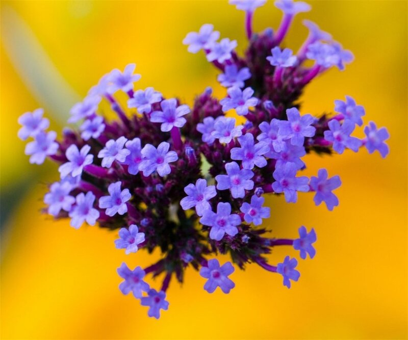 Purple Flower Cluster — Vibrant