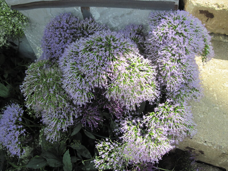 Purple Flower Clusters — Calm, Afternoon, Photograph, Green Leaves
