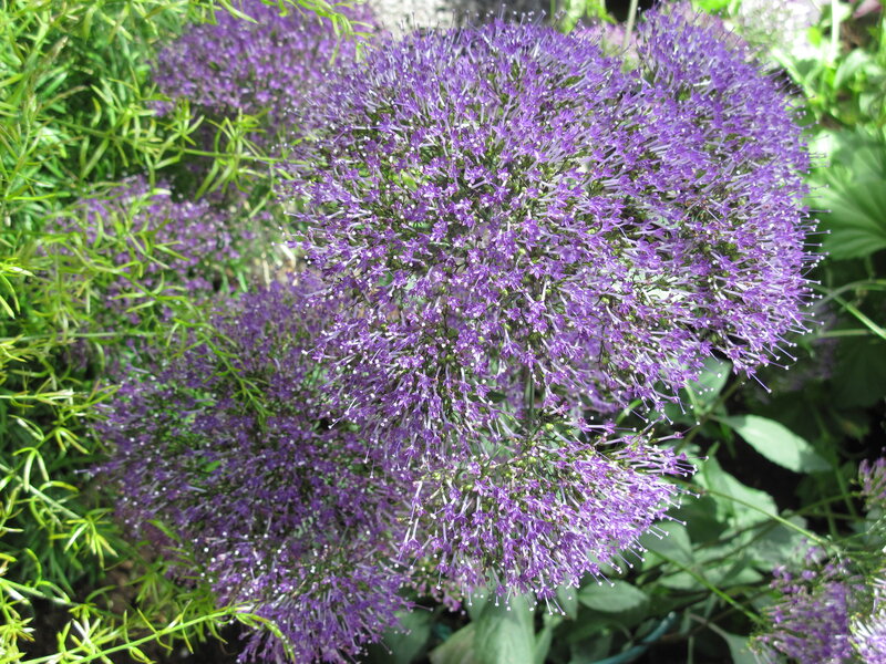 Purple Flower Clusters — Calm, Afternoon, Photograph
