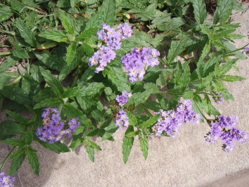 Purple Flower Clusters — Calm, Afternoon