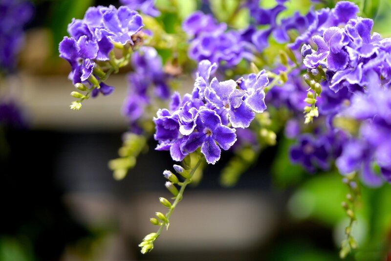 Purple Flower Clusters — Calm, Photograph