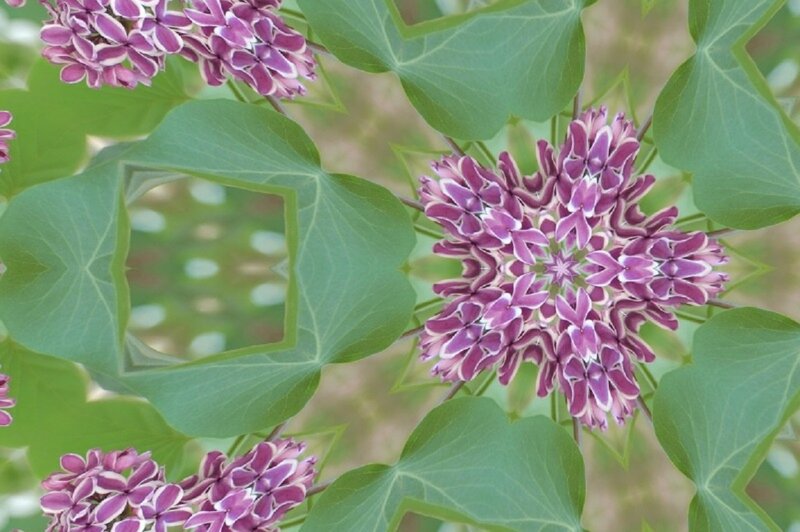 Purple Flower Clusters — Calm, Spring