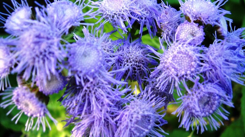 Purple Flower Clusters — Calm