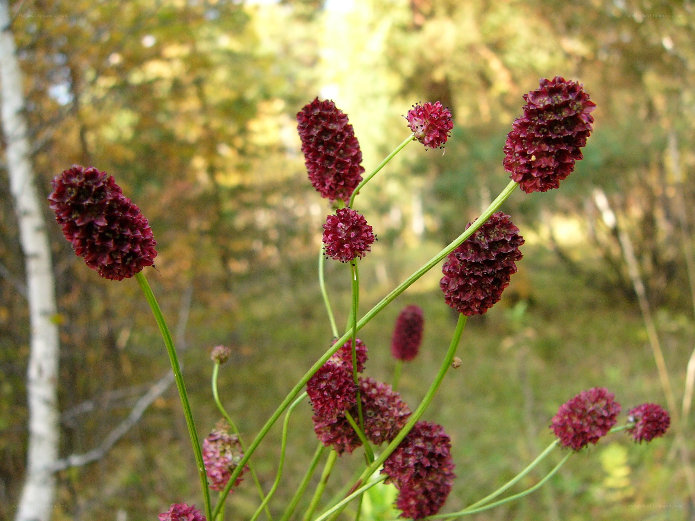 Purple flower clusters in forest