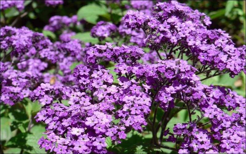 purple flower clusters in sunlight