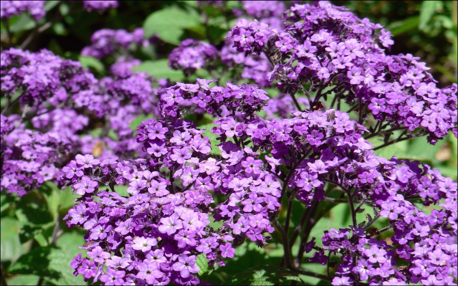 purple flower clusters in sunlight