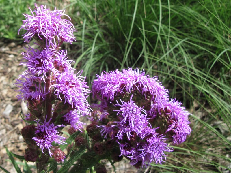 Purple Flower Clusters — Natural, Afternoon