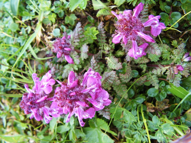 Purple Flower Clusters — Natural