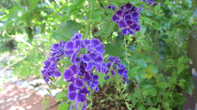 Purple Flower Clusters — Serene, Afternoon