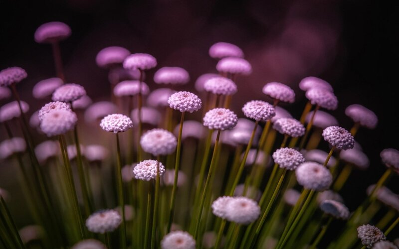 Purple Flower Clusters — Serene, Night