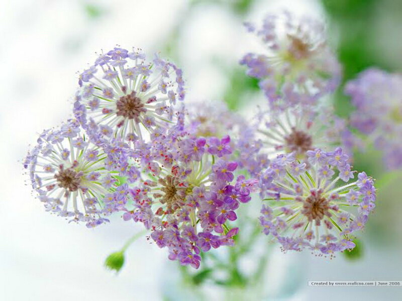 Purple Flower Clusters — Serene, Spring, Photograph
