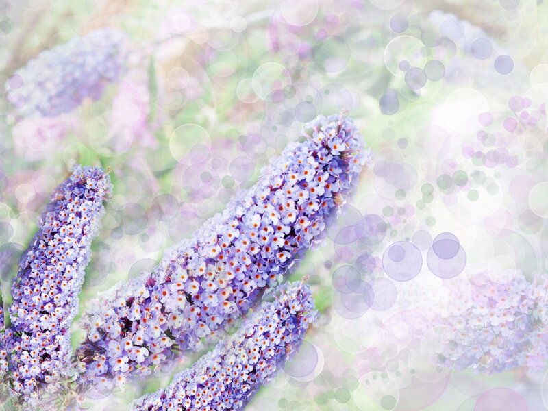 Purple Flower Clusters — Serene, Spring