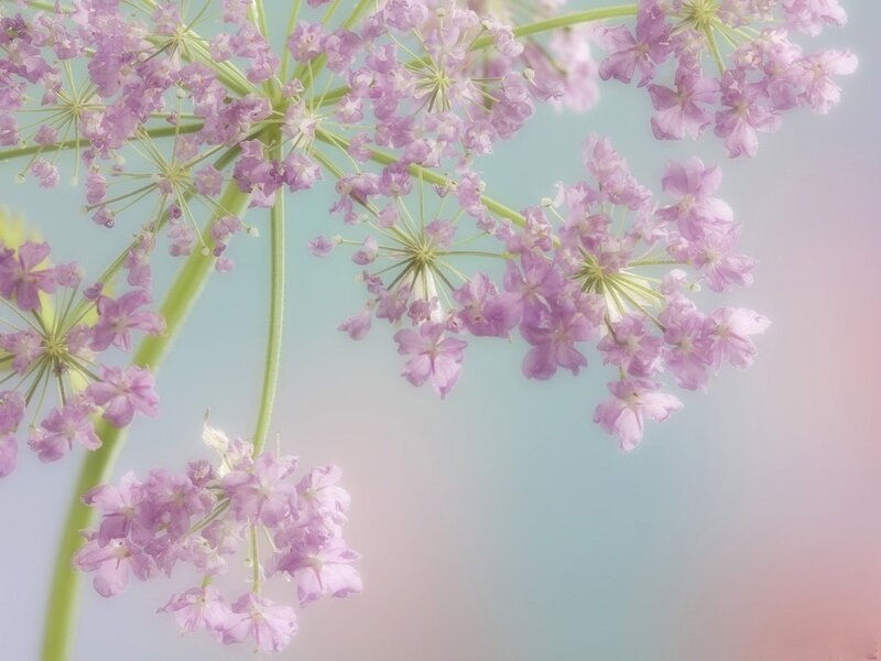 Purple Flower Clusters — Serene