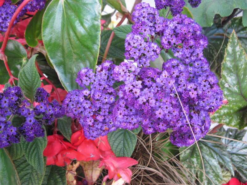 Purple Flower Clusters — Vibrant