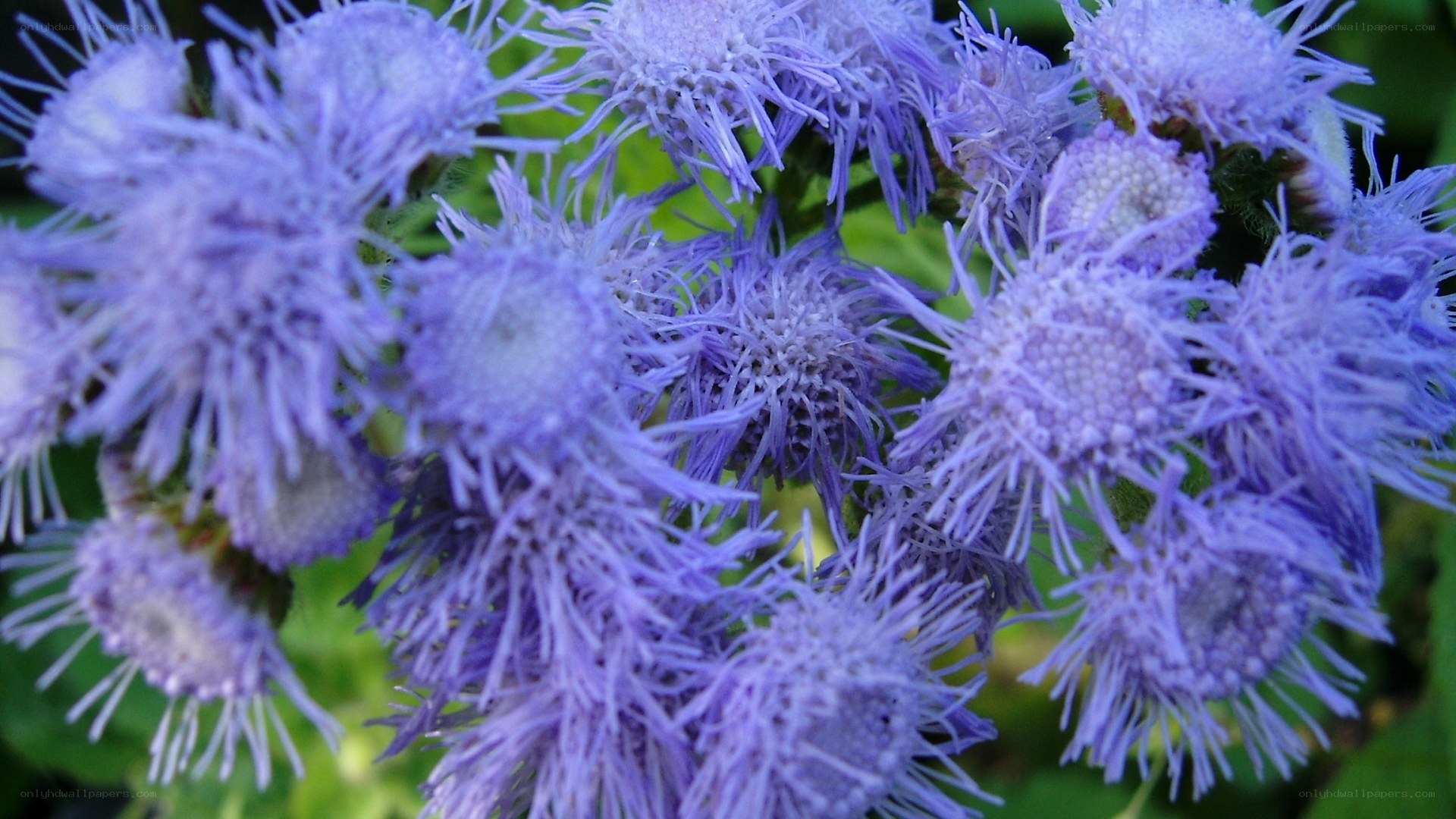 purple flower clusters
