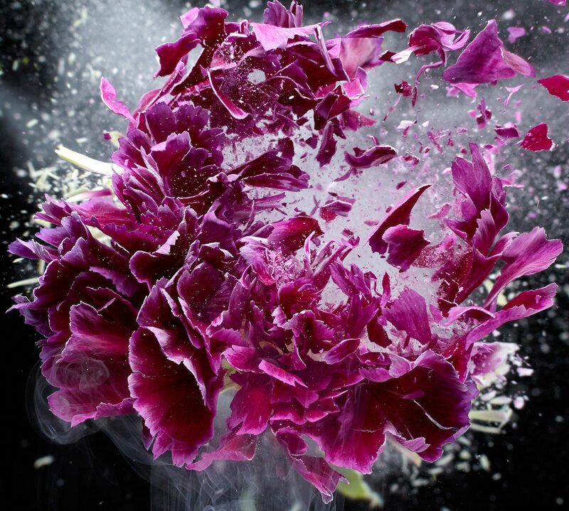 Purple Flower Explosion