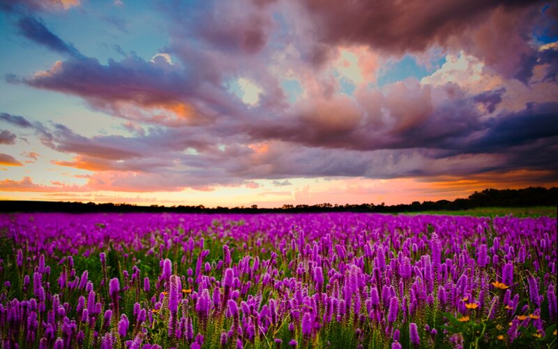 Purple flower field at sunset